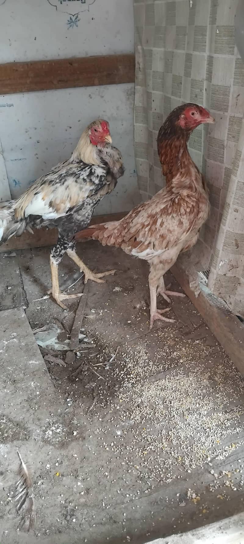 aseel pair 1