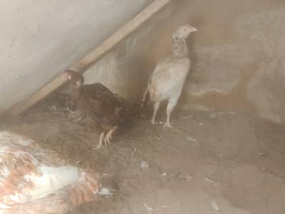 pure aseel hens for sale 2000 for each hen