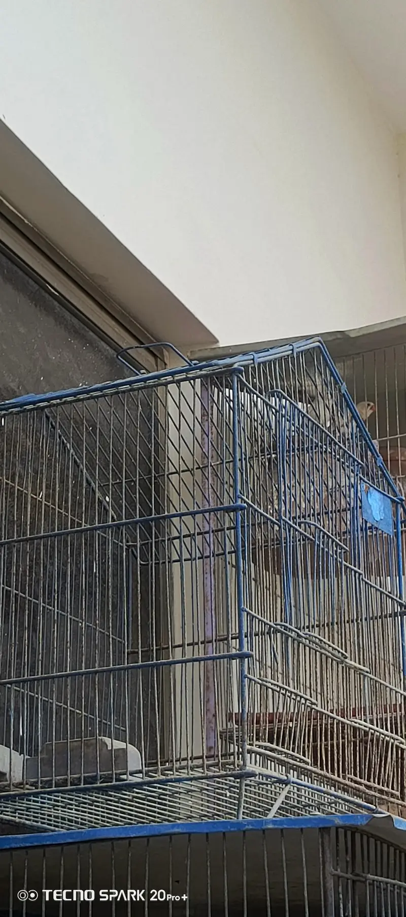 cage sale and green opline pair — photo 2