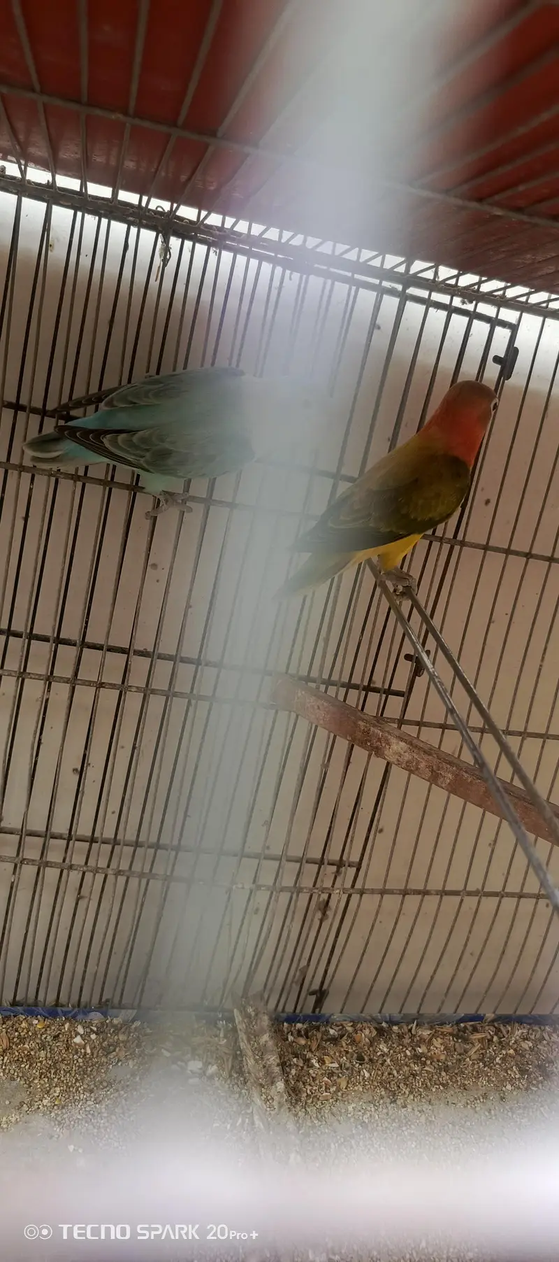 cage sale and green opline pair — photo 4
