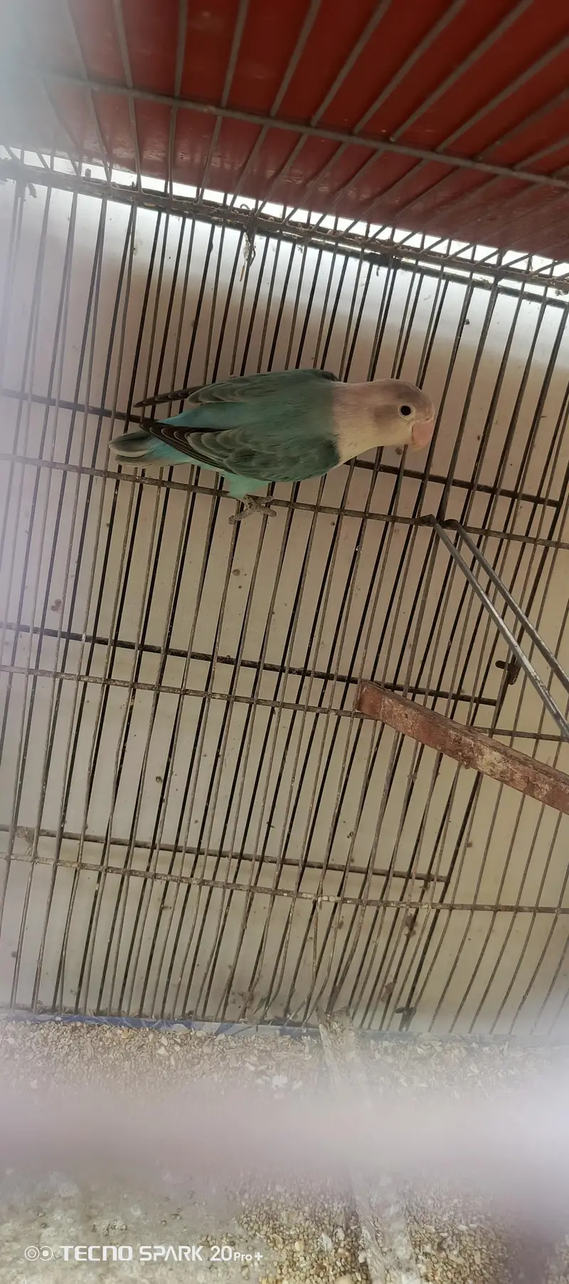 cage sale and green opline pair — photo 5