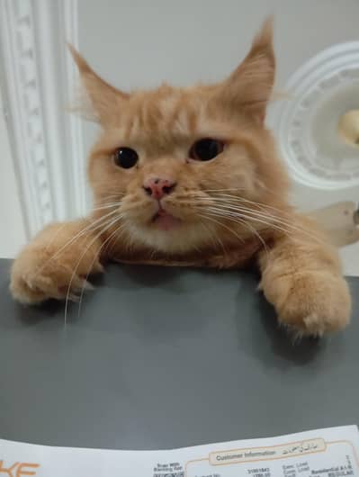 cat for sale