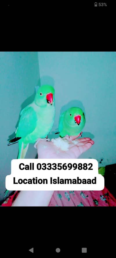 Single 5,500 Hand Tamed Friendly Green Ring Neck Male/Female Parrots