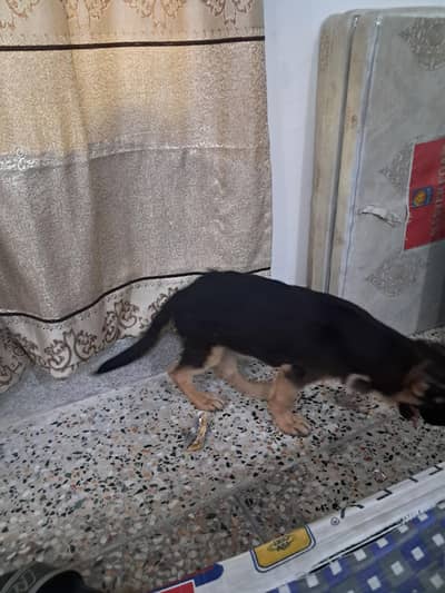 german sheperd puppy
