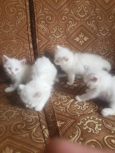 Persian Kittens triple Coated