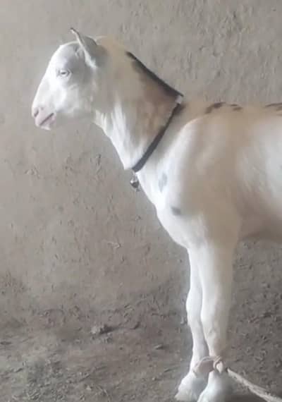 3 males  pure gulaabi pointed teddy