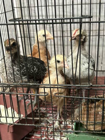 Cage with hen chicks