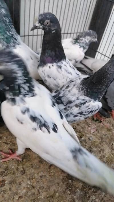 High flyer pigeons