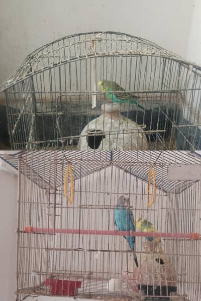 1male 2 female