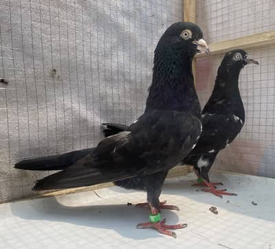 Zakh bredr pair