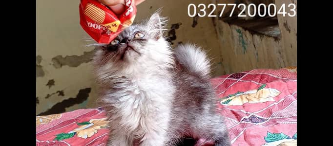 pure pershion tripple coated quality punch face kitten