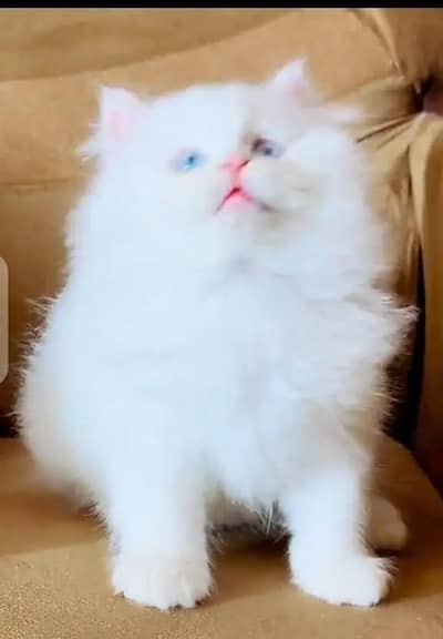 (Persian female kitten) (for sale all) (Pakistan delivery available)