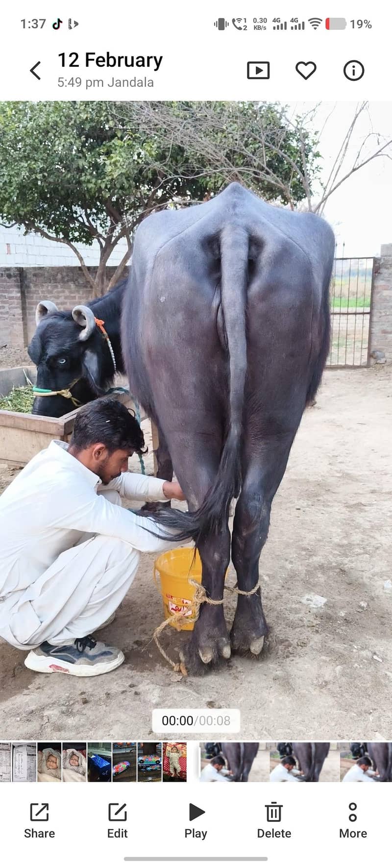 نسلی بھینس 0