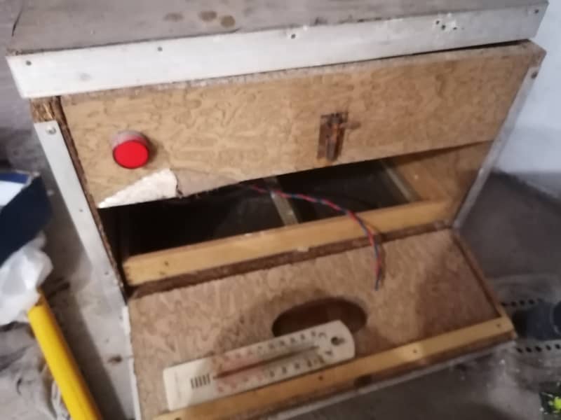 Egg incubator 5