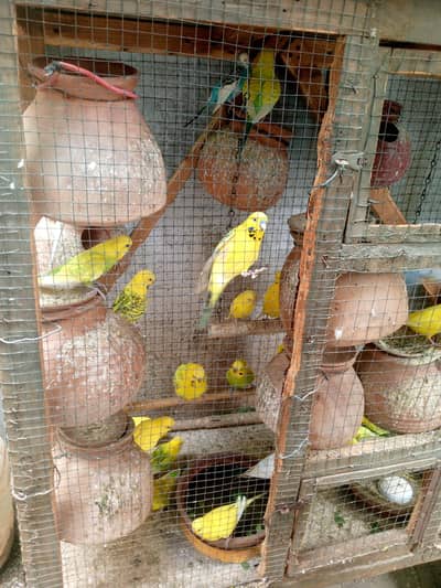 More than 15+ pairs of Australian parrot. All are breeding.