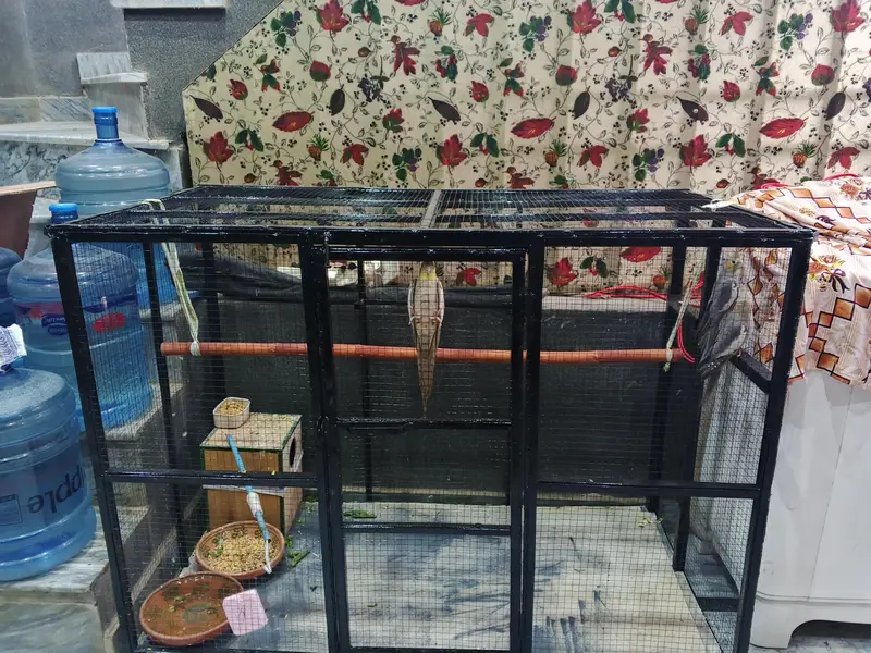 parrots with big cage