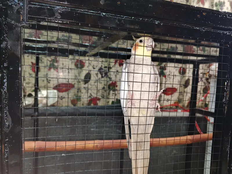 parrots with big cage — photo 2