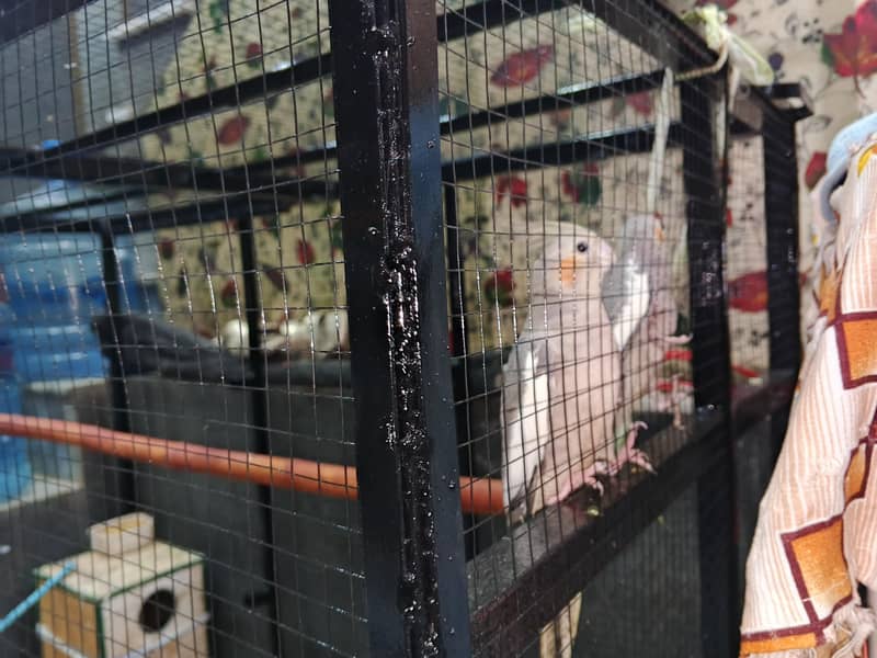 parrots with big cage 2