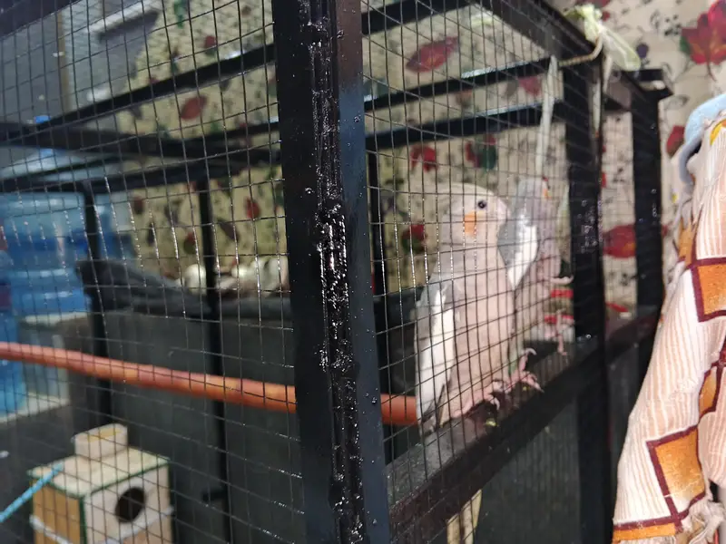 parrots with big cage — photo 3
