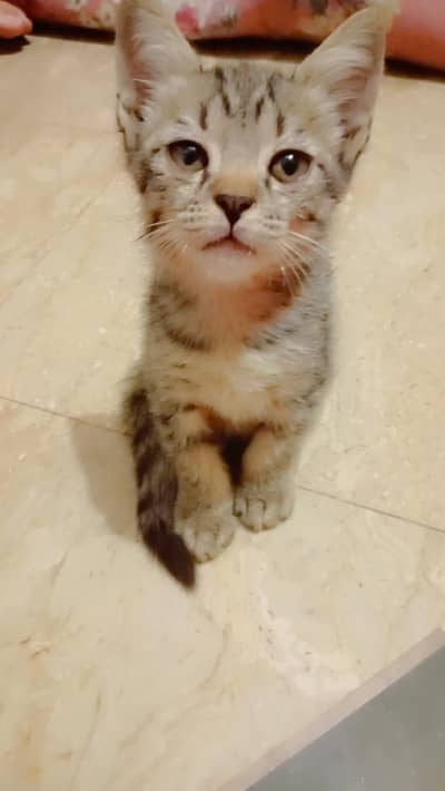 parsian mix male kitten 1 month old