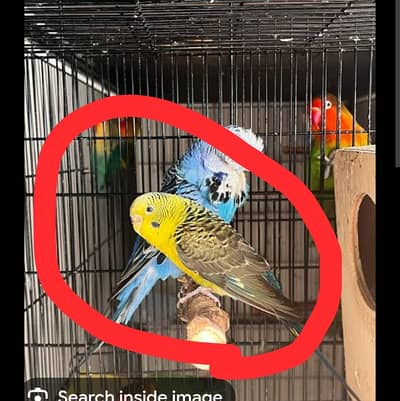 Under size black wing male for sale