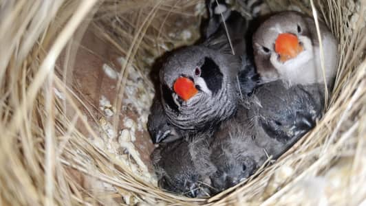 zebra finches breeder pair