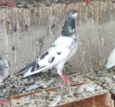 Super Birds