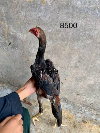 imported birds for sale
