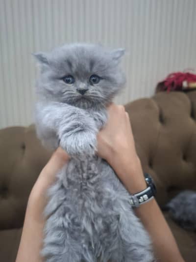 pets best friend 