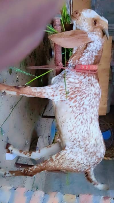 makihi cheena bakra
