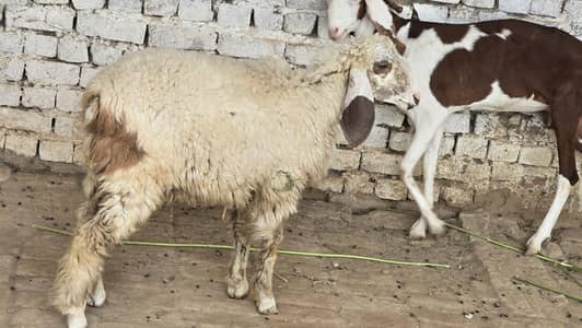 Teddy sheep