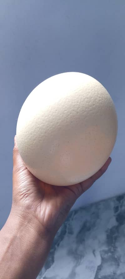 ostrich egg