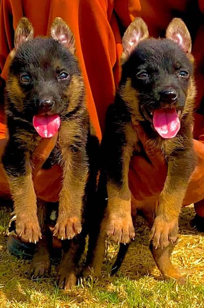 German Shepherd double coat pair for sale