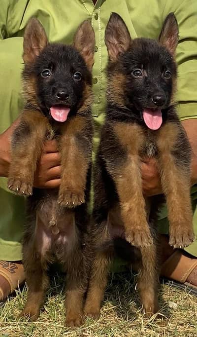 German Shepherd double coat pair for sale