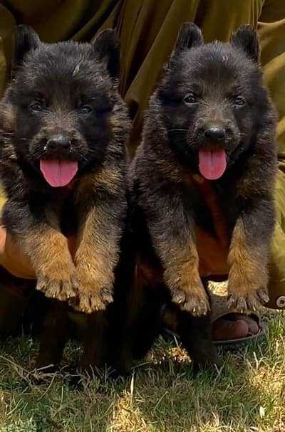German Shepherd long coat pair for sale