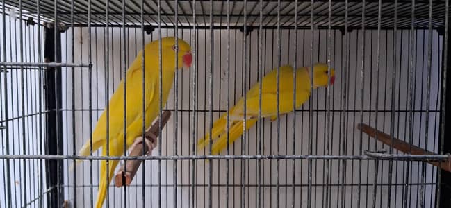 Yellow Ringneck Breeder Pair & Sunconure chick