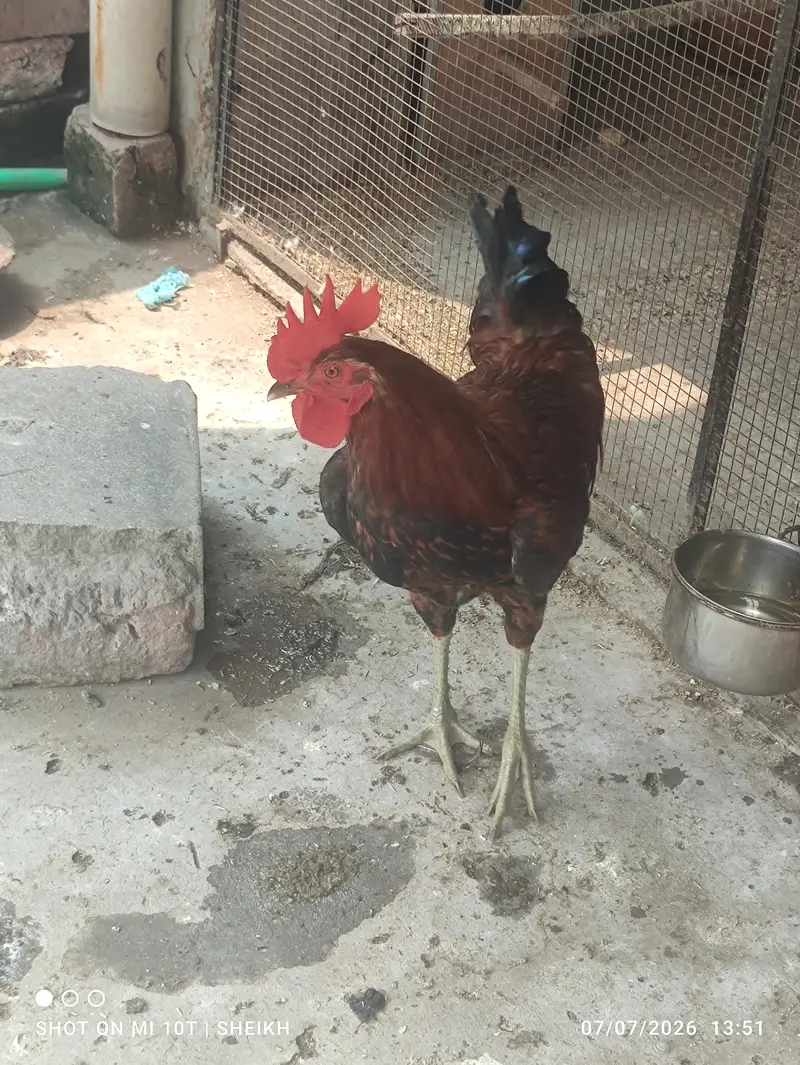 Golden Misri,Desi Murga,,Desi Murgi,