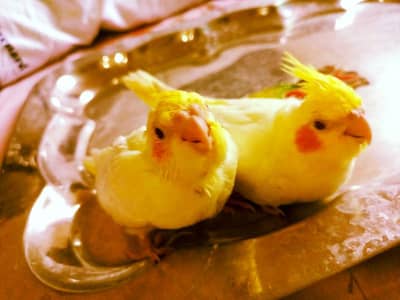 Baby Cockatiel Pair For Sale