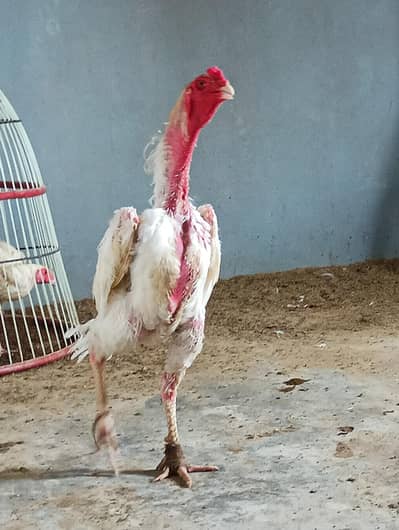 Japanese Shamo Trio /Male /Females / Breeding Pair /King Size Shamo