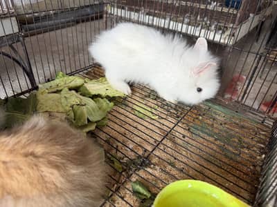 Lion head dwarf bunnies