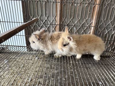 Lion head dwarf bunnies