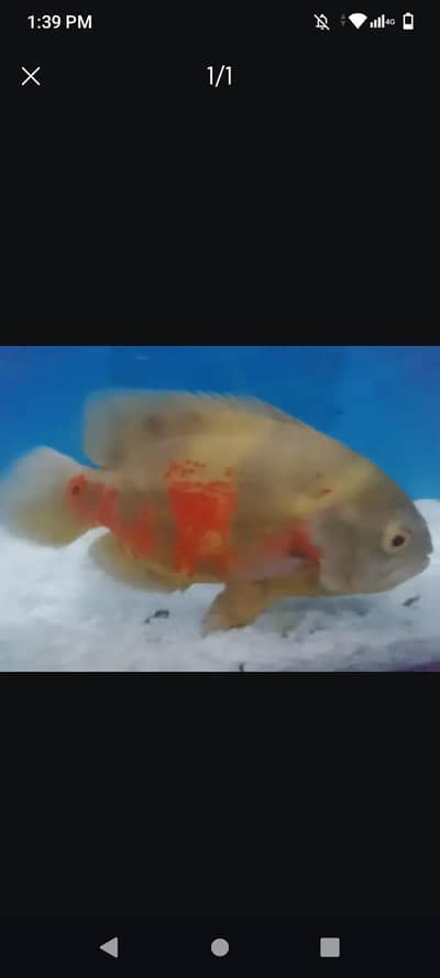 oscar fish, aquarium and filter for sale