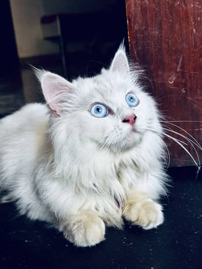 Very cute Persian Cat triple Coated punch Face