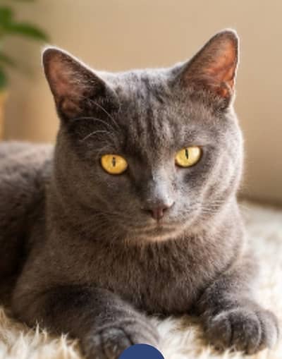 Healthy Grey Male Cat - Semi Persian (Persian Mix)