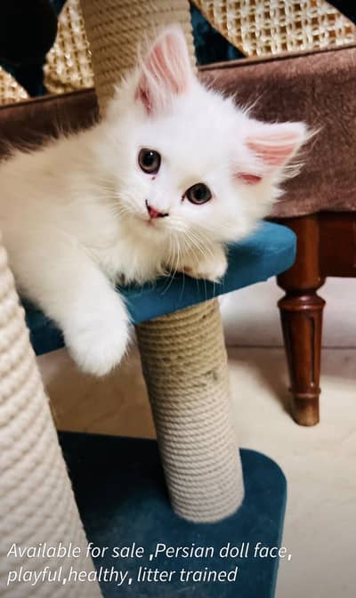 Persian kitten Available
