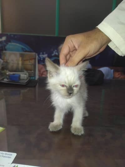 kittin