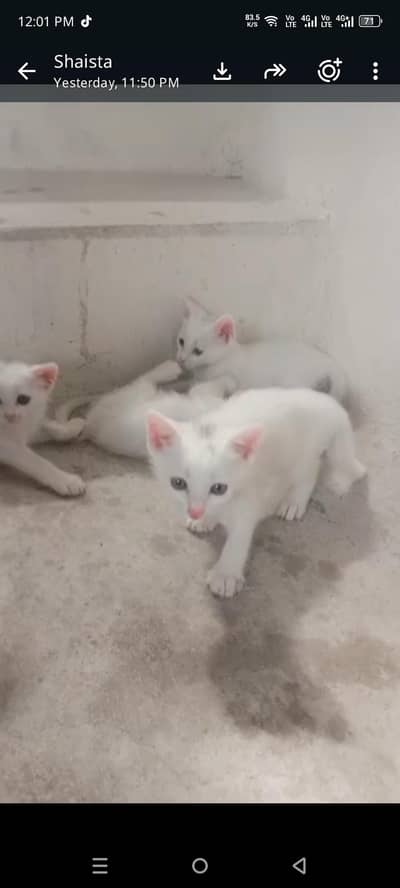 double coated Persian cats