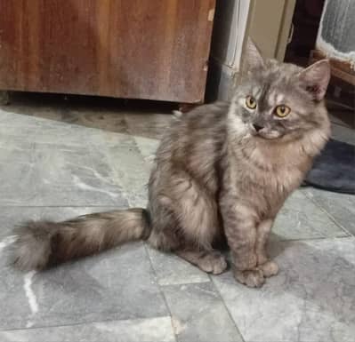 Grey Male Persian Cat