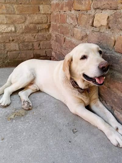 Labrador retriever dog for sale