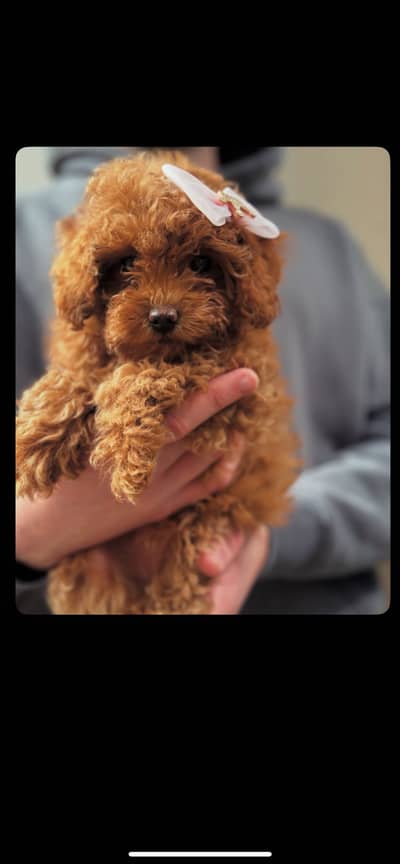 Toy poodle puppies available for booking only serious buyers contact